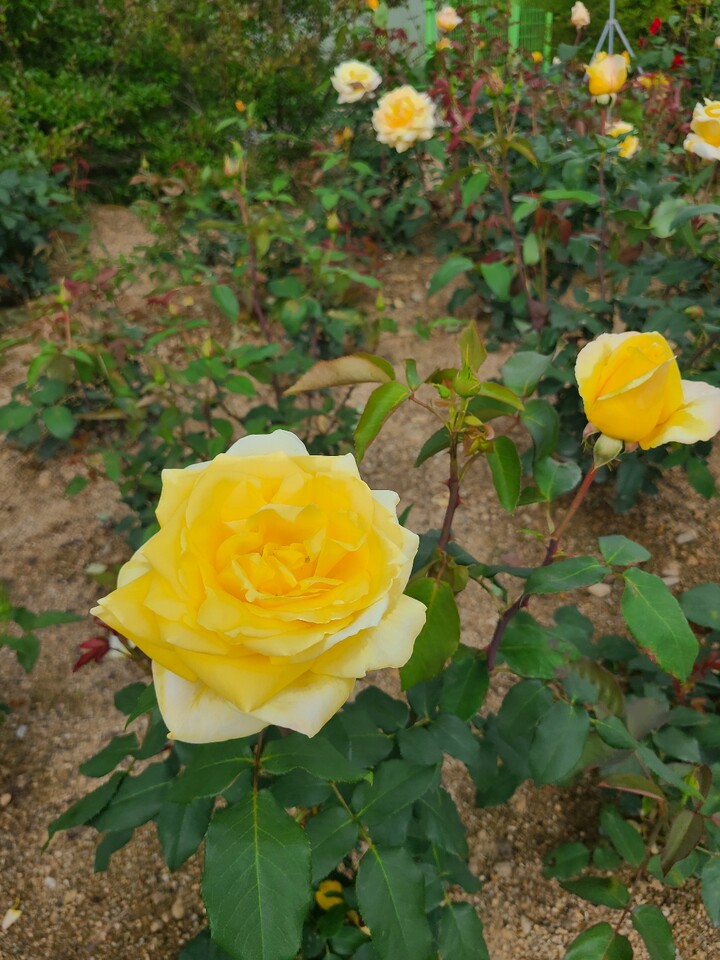 상품후기 썸네일 이미지