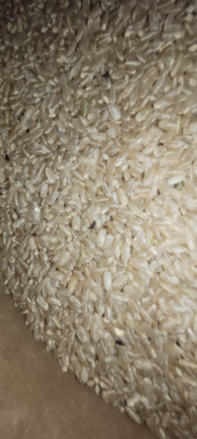 쌀에 쌀벌레가 있고  쌀 상태 도 별로 ...